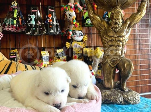 Mükemmel Kalitede Samoyed Bebekler Için Acele Edin görsel