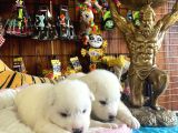 Mükemmel Kalitede Samoyed Bebekler Için Acele Edin