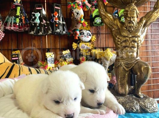 Mükemmel Kalitede Samoyed Bebekler Için Acele Edin görsel
