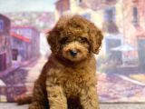 Irk ve sağlık garantili toy poodle yavrular