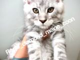 Safkan Full Şecereli̇ Maine Coon Yavru -- Uygun Fi̇yat --
