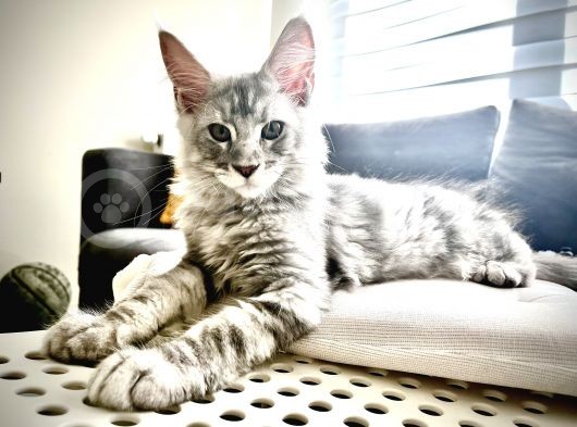 Safkan Full Şecereli̇ Maine Coon Yavru -- Uygun Fi̇yat -- görsel