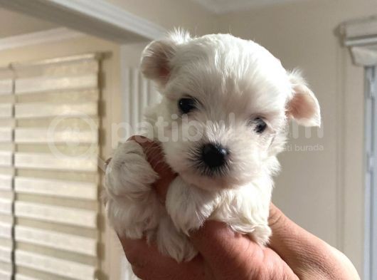 Tea Cup Maltese Terrier Bebeklerim görsel