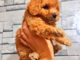 Üst Kali̇te Malti̇po Bebekler
