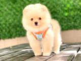 Pomeranian Tedy Yavrular