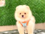 Pomeranian Tedy Yavrular