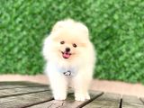 Pomeranian Boo Yavrular