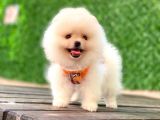 En güzel Pomeranian Boo Yavrular