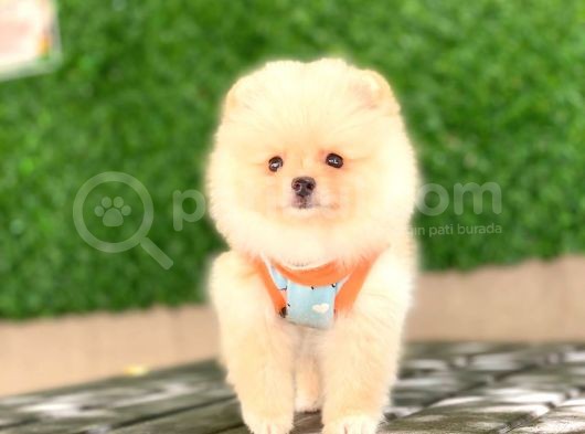 Pomeranian Tedy Yavrular görsel