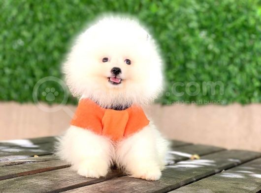 Pomeranian New Yavrular görsel