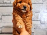Red Erkek Malti̇po