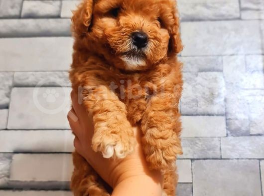 Red Erkek Malti̇po görsel