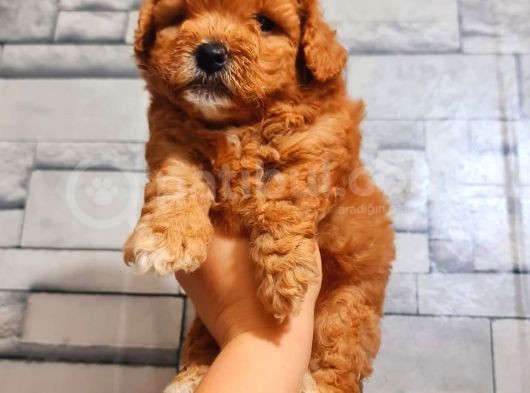 Red Erkek Malti̇po