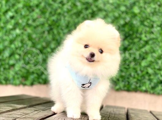 Pomeranian Boo Yavrular