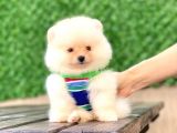 En Tatlı Pomeranian Çocuklar