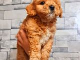 Red Teacup Malti̇po Erkek