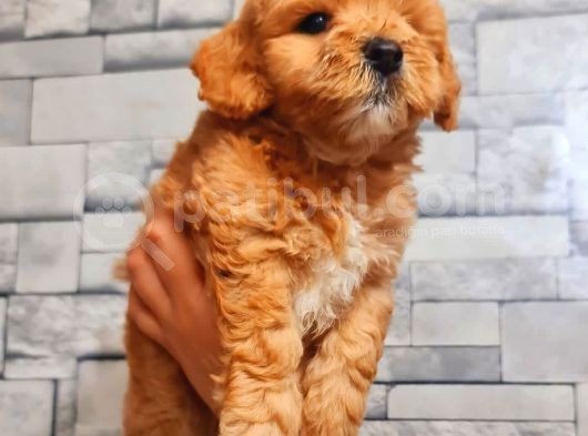 Red Teacup Malti̇po Erkek görsel