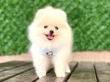 Pomeranian Boo Yavrular