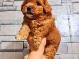 Red Erkek Malti̇po