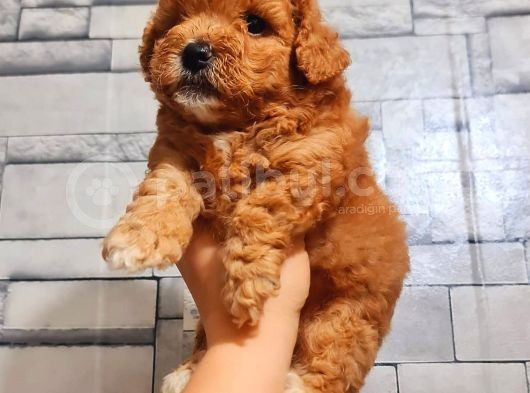 Red Erkek Malti̇po görsel