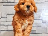 Red Teacup Malti̇po Erkek