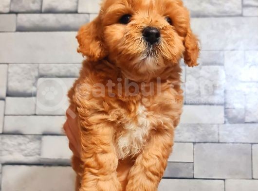 Red Teacup Malti̇po Erkek görsel