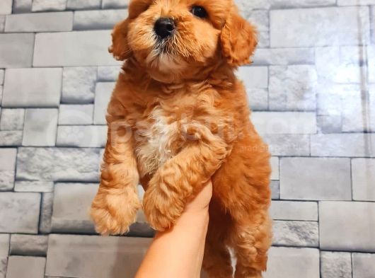 Red Teacup Malti̇po Erkek