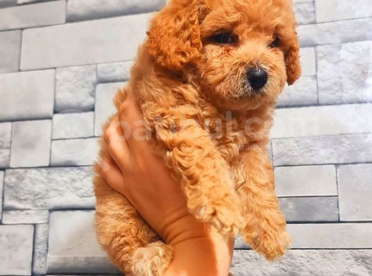 Üst Kali̇te Malti̇po Bebekler görsel