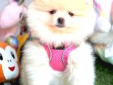 Di̇şi̇ Pomerani̇an Boo