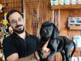 Safkan Çi̇kolata Ve Si̇yah Labrador Yavrularimiz