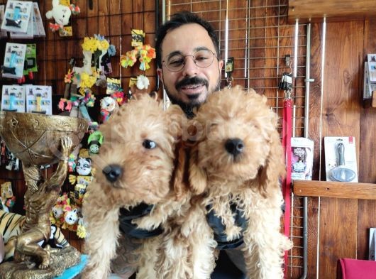 A Scr Muhteşem Toy Poodle  Yavrularimiz görsel