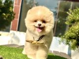 Baby Ki̇tten Boo Suratli Pomerani̇an Yavrularim