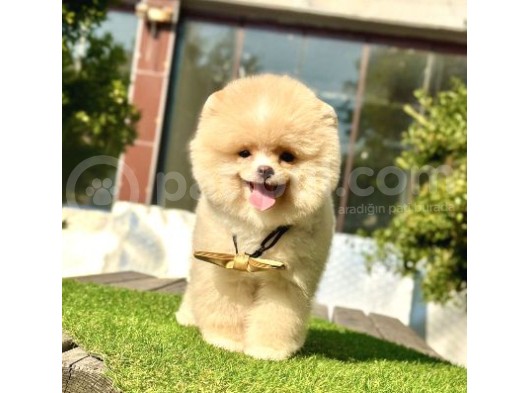 Baby Ki̇tten Boo Suratli Pomerani̇an Yavrularim görsel