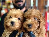 A Scr Muhteşem Toy Poodle  Yavrularimiz