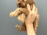 Yakışıklı Oğlumuz Bambam Toy Poodle