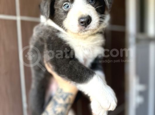 Ruhsatlı Eğitim Okulundan Border Collie Yavrular görsel