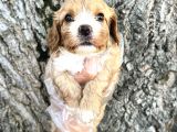 Sevimli Irk Garantili Cavapoo Yavrular