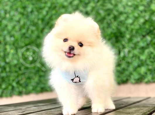 Pomeranian Boo Yavrular görsel