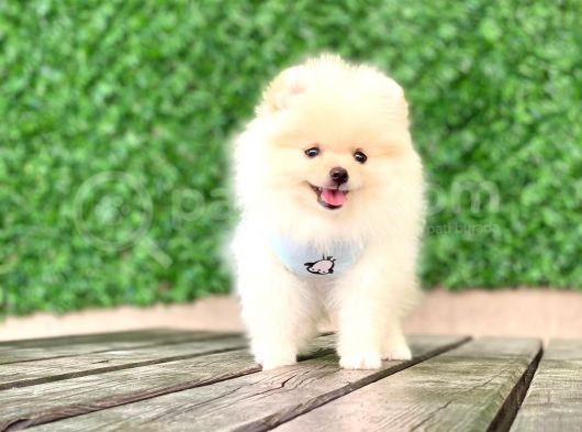 Pomeranian Boo Yavrular görsel