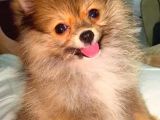 Orange Di̇şi̇ Teacup Pomerani̇an Boo