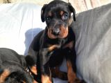 Irk garantili doberman yavrular