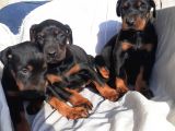 Irk Garantili Doberman Yavrular