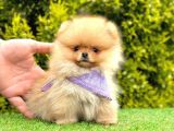 Teddy Face Pomerani̇an Yavrular