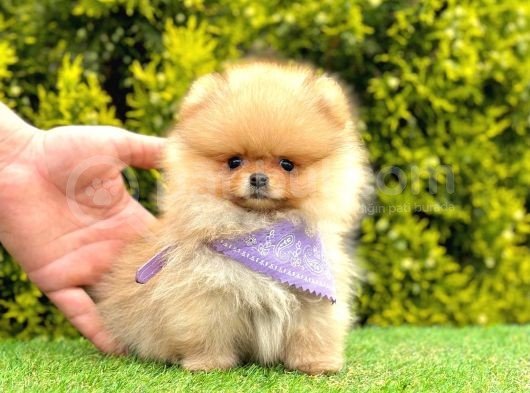 Teddy Face Pomerani̇an Yavrular