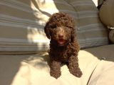 Chocolate Brown Özel Di̇şi̇ Poodle Bebeği̇mi̇z