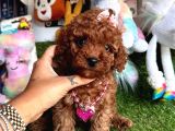 Toy Poodle Güzeli