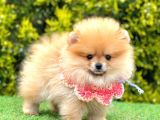 Teddy Face Pomerani̇an Yavrular