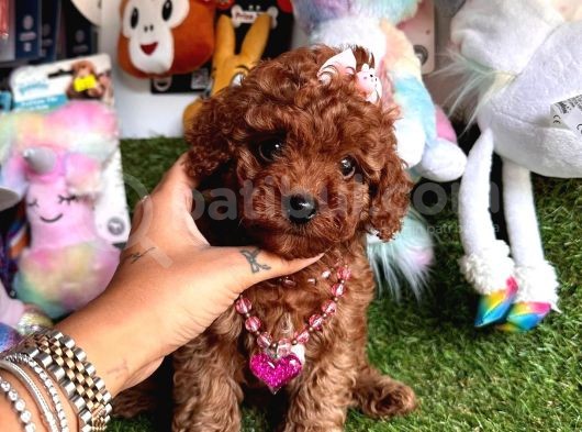 Toy Poodle Güzeli görsel