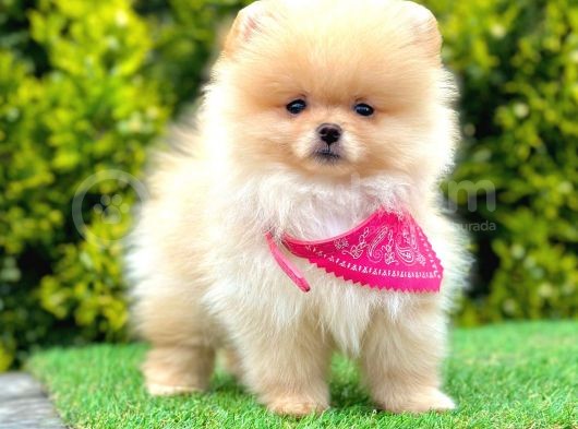 Teddy Face Pomerani̇an Yavrular görsel