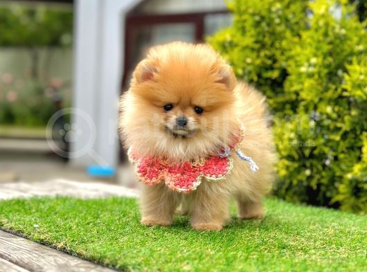 Teddy Face Pomerani̇an Yavrular görsel